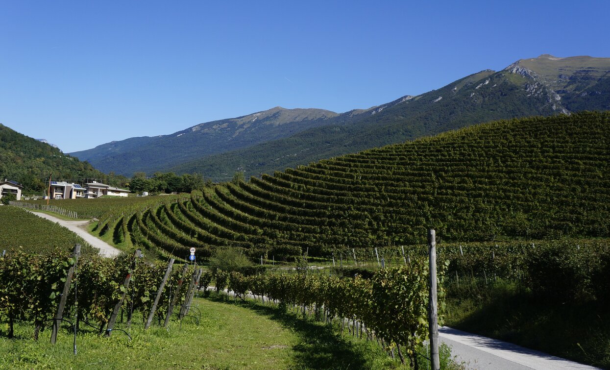 The vineyards at Luch | © Archivio Garda Trentino (ph. Marco Giacomello), Garda Trentino