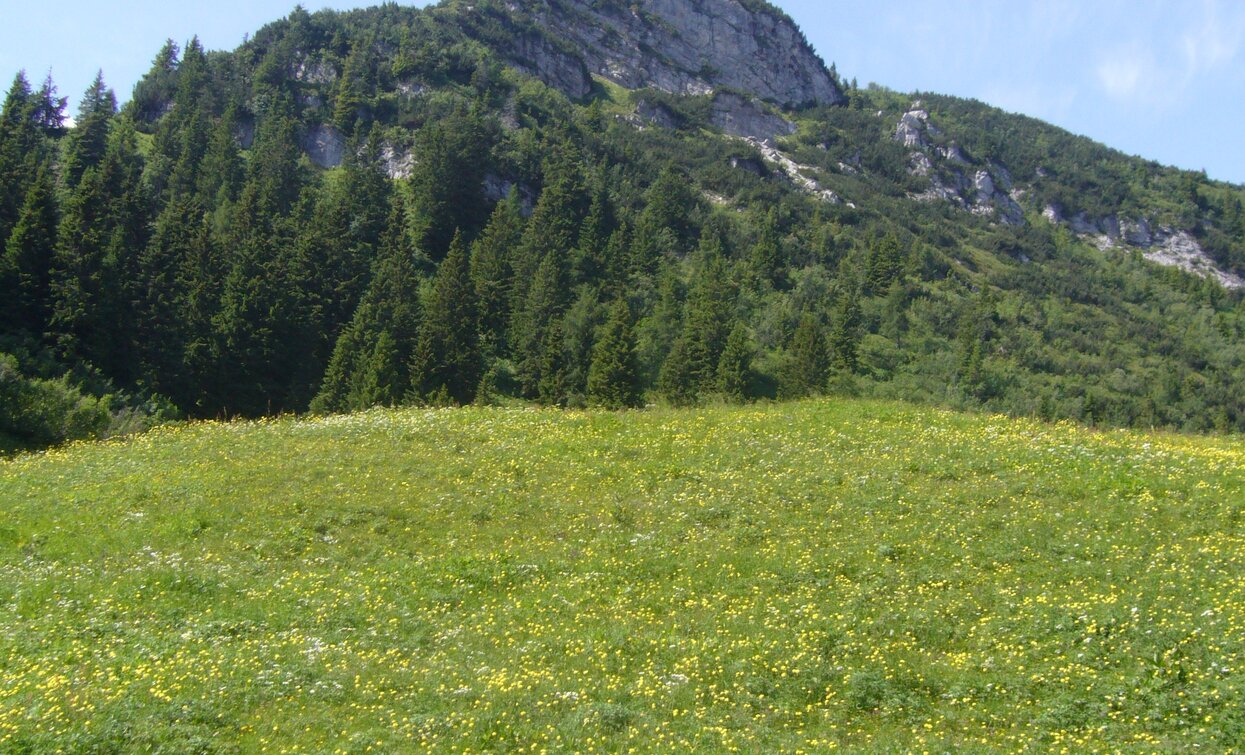 Flower meadows | © Staff Outdoor Garda Trentino AC, Garda Trentino