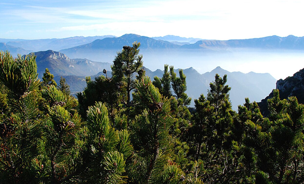 Mugho pine near Bocca di Val Marza | © Voglino e Porporato, Garda Trentino