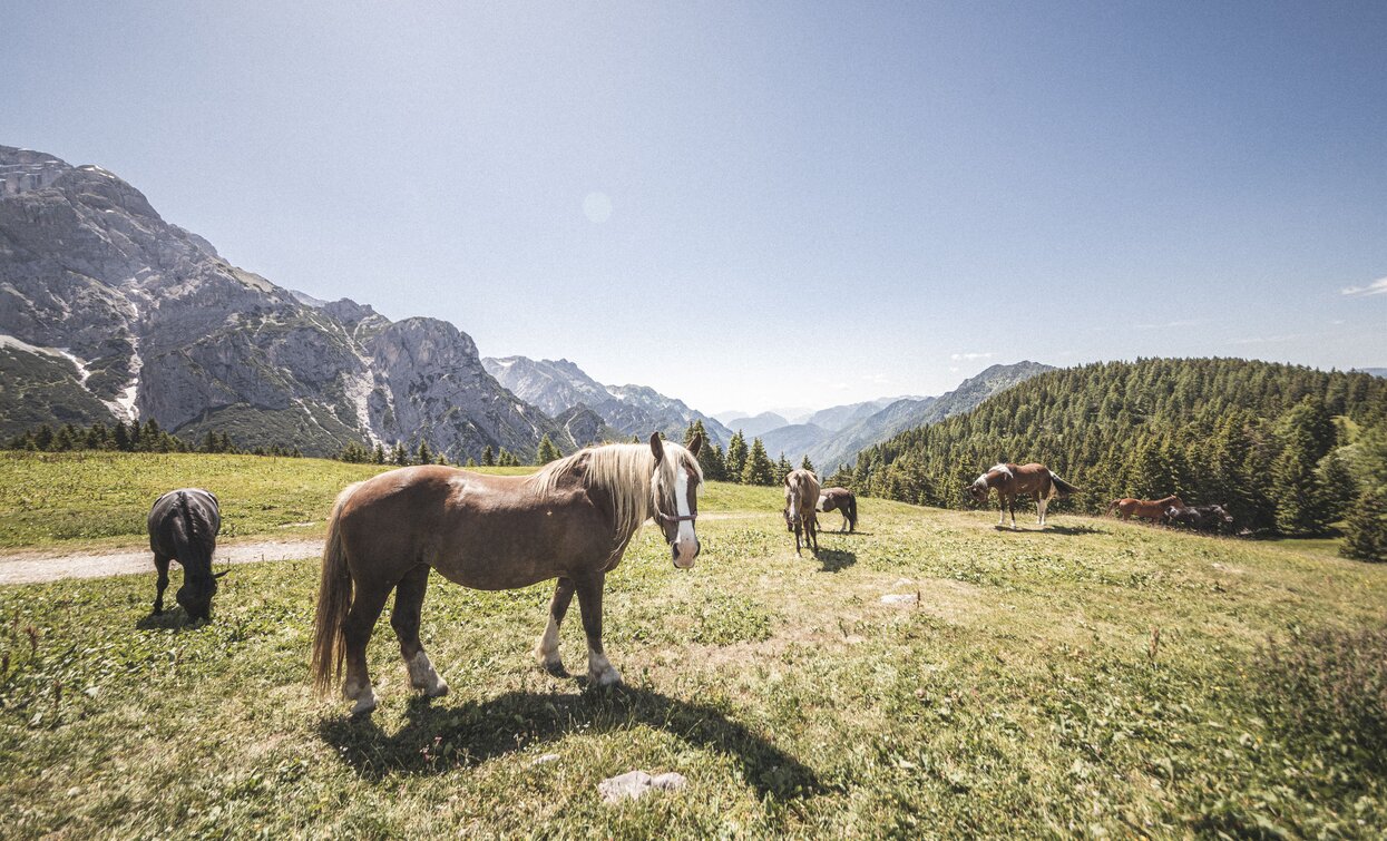 Pferde auf den Weiden des Algone-Tals | © Archivio Garda Trentino (ph. Watchsome), Garda Trentino 