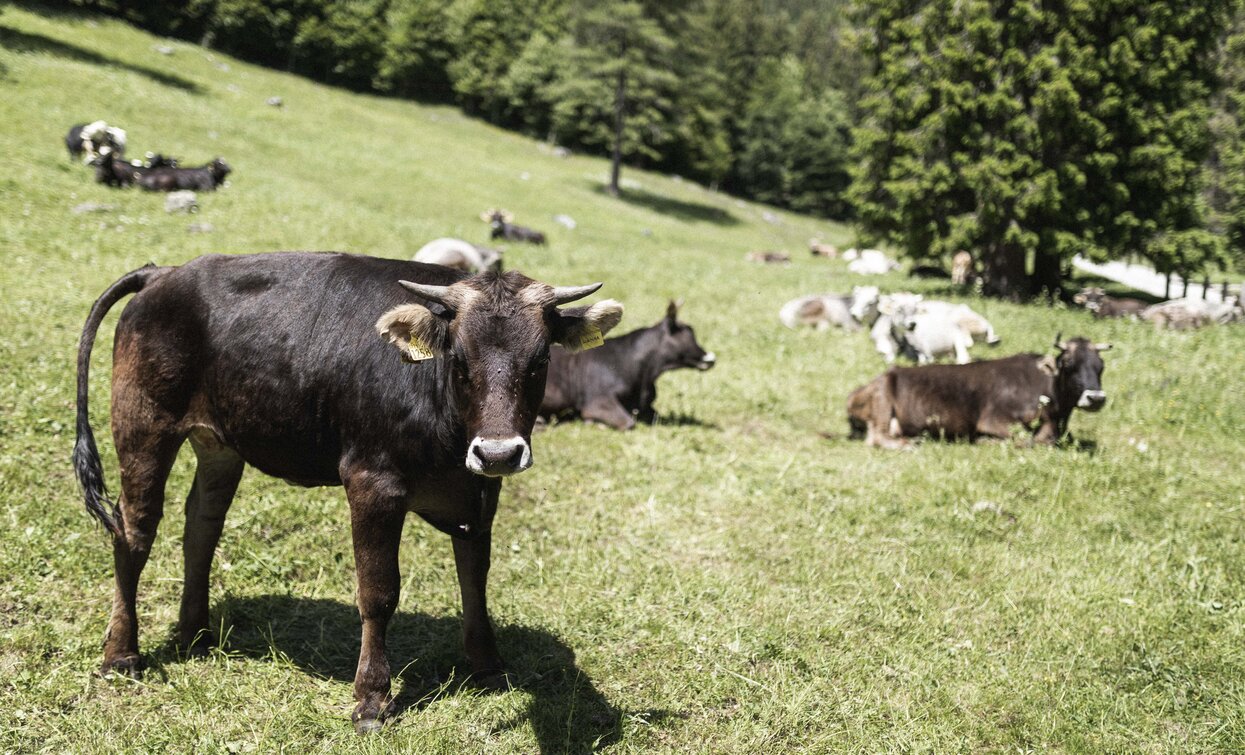Weidende Kühe auf den Weiden von Malga Nambi | © Archivio Garda Trentino (ph. Watchsome), Garda Trentino 