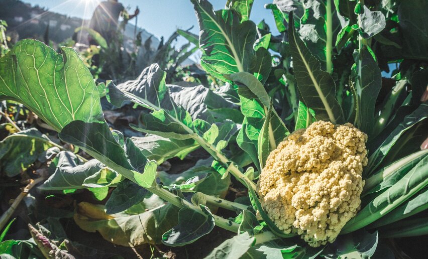 Festa del Broccolo 