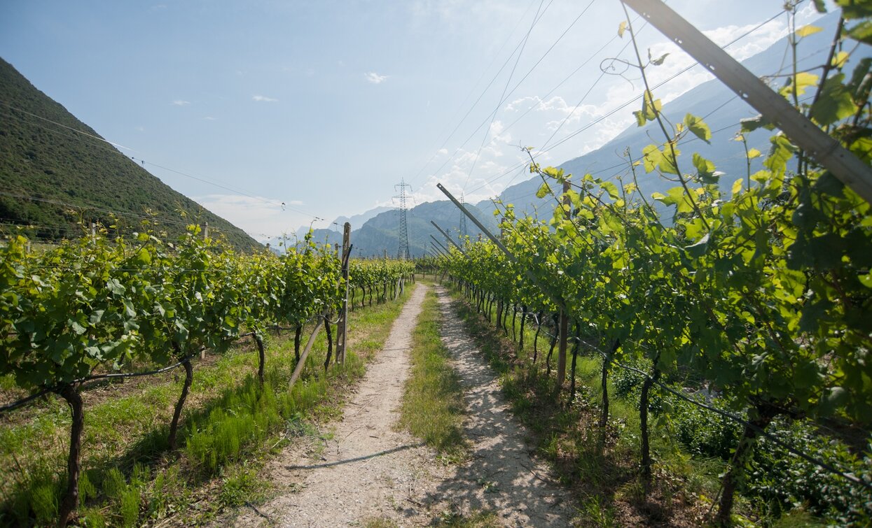 Through the vineyards | © Archivio APT Garda Trentino, Garda Trentino 
