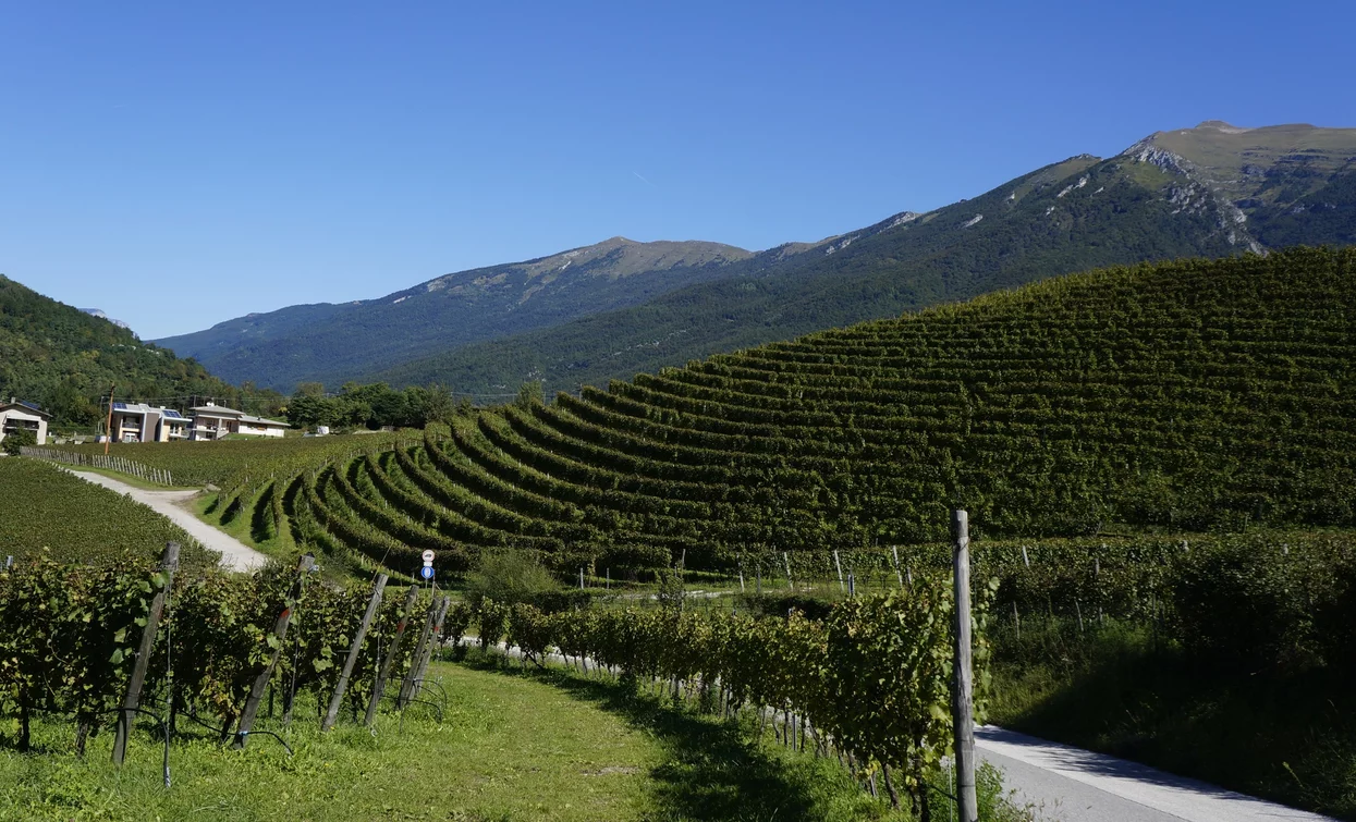 The vineyards at Luch | © Archivio Garda Trentino (ph. Marco Giacomello), Garda Trentino 