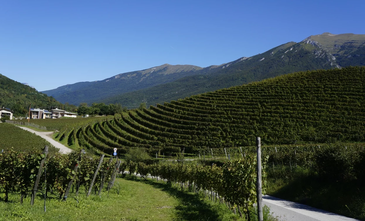 Le vigne a Luch | © Archivio Garda Trentino (ph. Marco Giacomello), Garda Trentino 