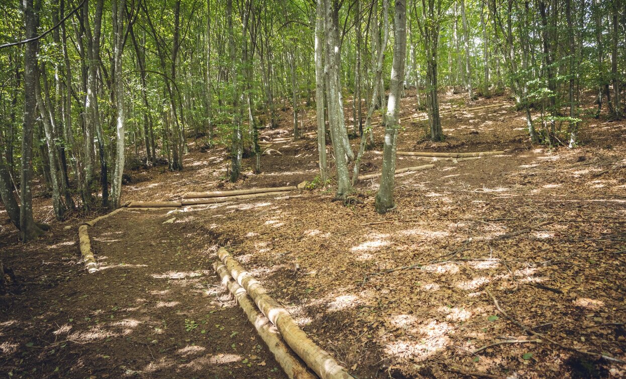 Trail descending from Malga Grassi | © Archivio Garda Trentino (ph. Tommaso Prugnola), Garda Trentino 