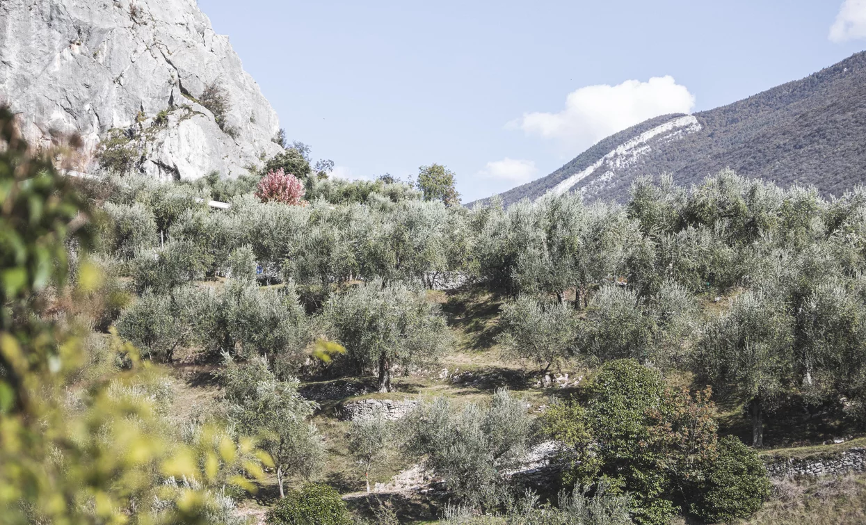 Olive groves near Arco | © Archivio Garda Trentino (ph. Watchsome), Garda Trentino 