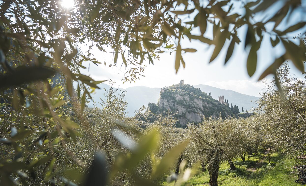 Veduta del castello di Arco tra gli olivi | © Archivio Garda Trentino (ph. Watchsome), Garda Trentino 
