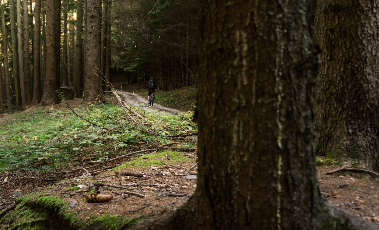 Der Wald auf dem Weg nach Carobbi | © Archivio Garda Trentino (ph. Marco Giacomello), North Lake Garda Trentino 