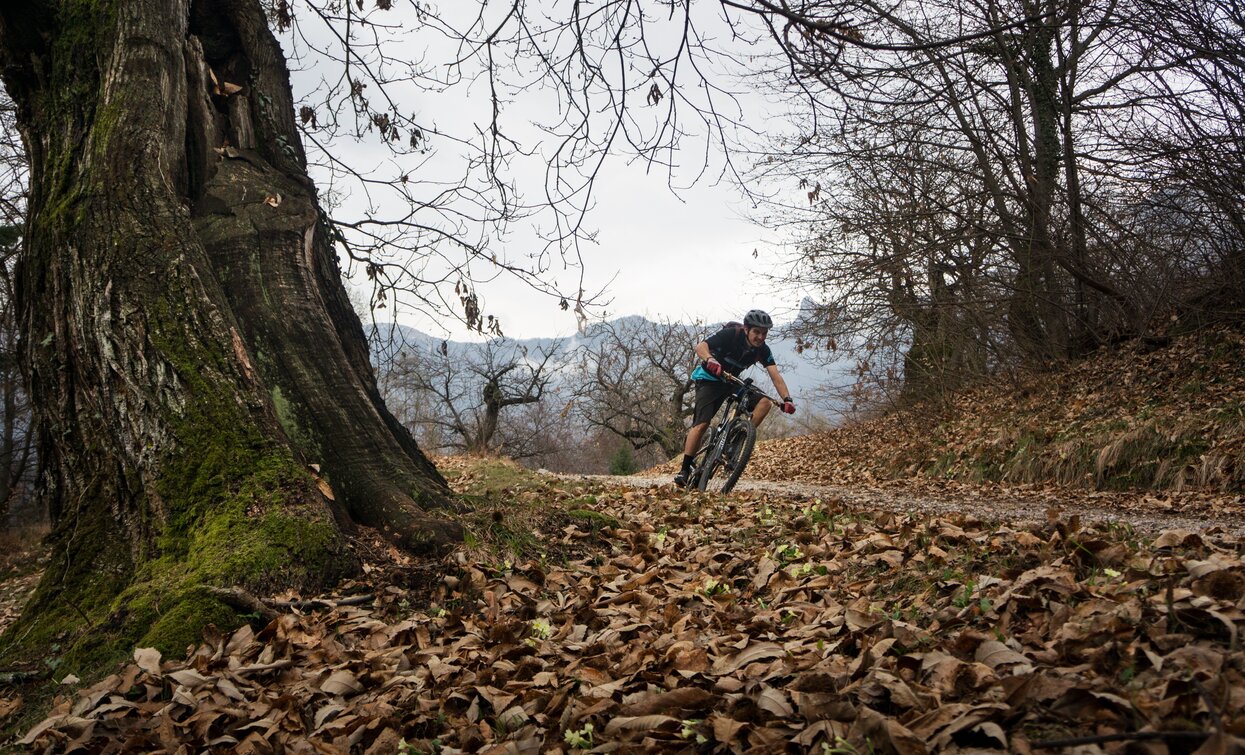 Forest road between chestnut trees | © Archivio Garda Trentino (ph. Marco Giacomello), Garda Trentino 