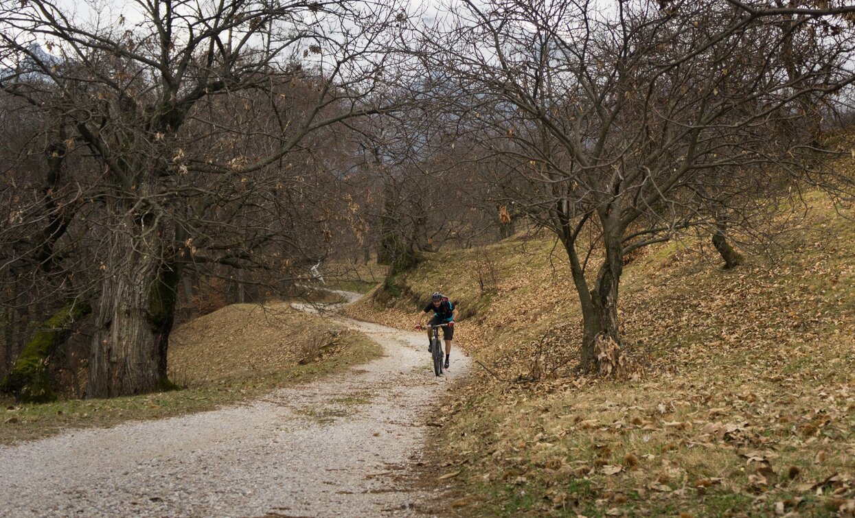 Forest road among chestnut trees in Drena | © Archivio Garda Trentino (ph. Marco Giacomello), Garda Trentino 