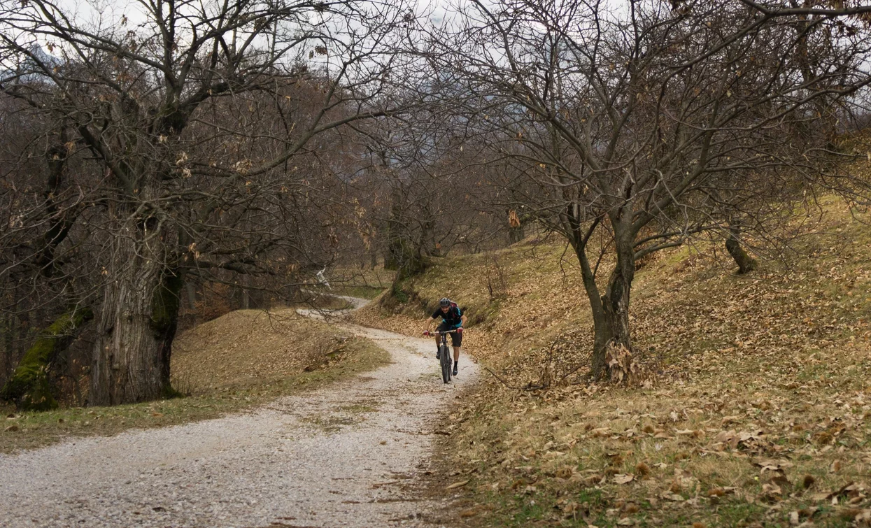 Forest road among chestnut trees in Drena | © Archivio Garda Trentino (ph. Marco Giacomello), Garda Trentino 