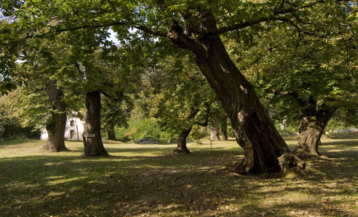 The chestnut grove in the Caproni Forest | © Archivio Garda Trentino, Garda Trentino 