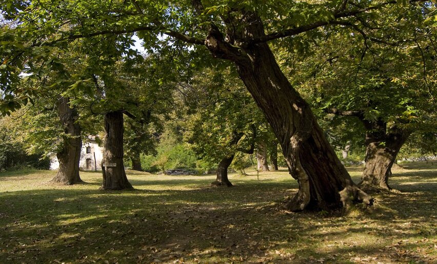 The chestnut grove in the Caproni Forest | © Archivio Garda Trentino, Garda Trentino 