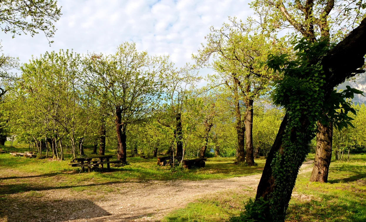 The chestnut grove above Nago | © Archivio Garda Trentino, North Lake Garda Trentino 