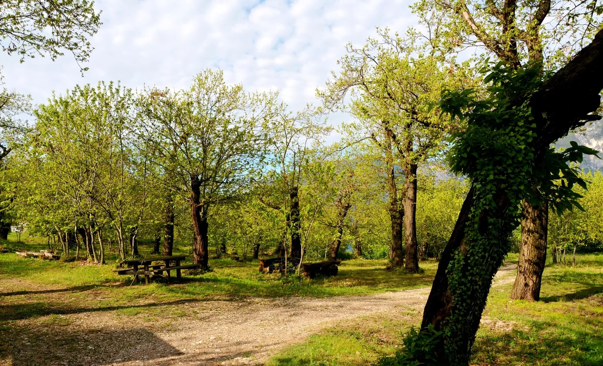 Die Kastanienplantage oberhalb von Nago | © Archivio Garda Trentino, North Lake Garda Trentino 