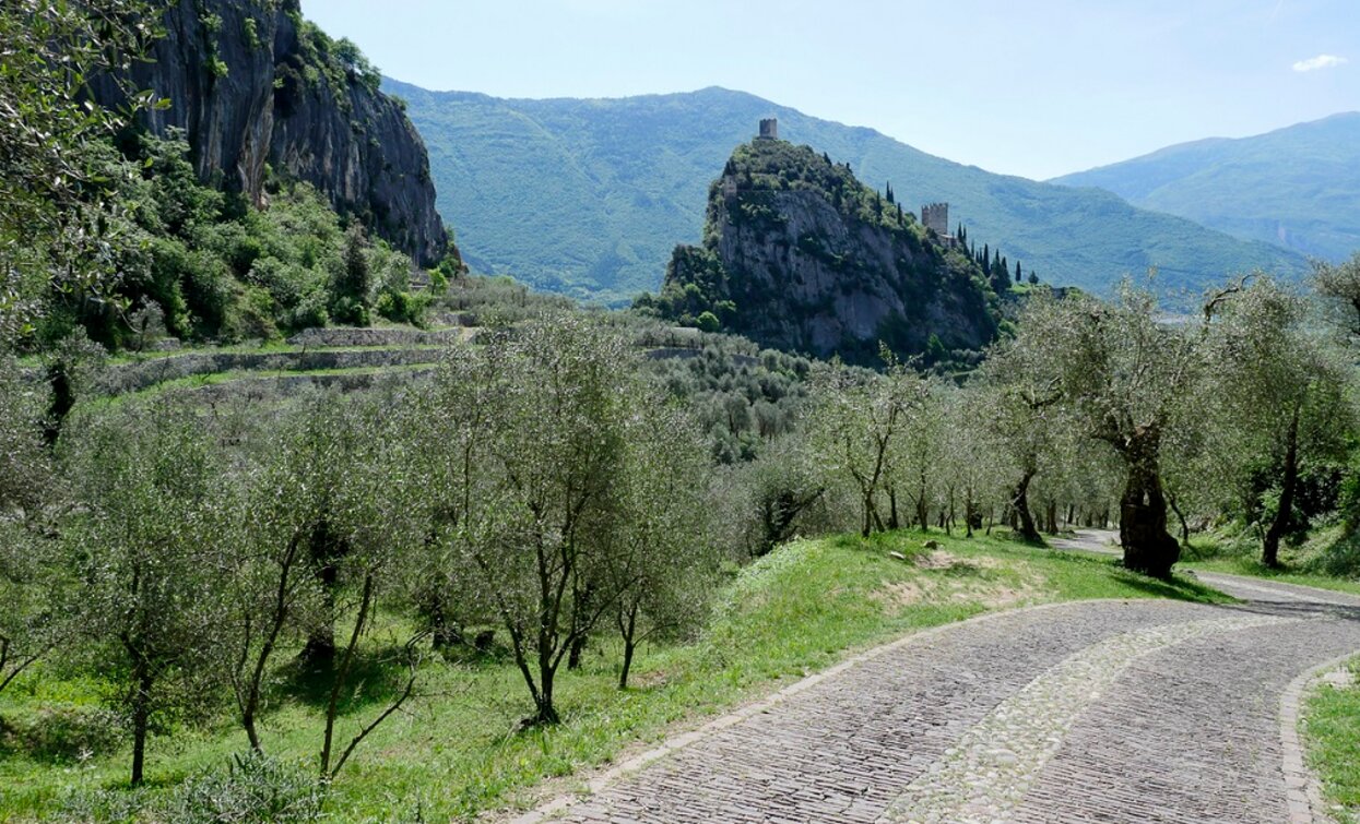 The castle of Arco and the Olivaia (olive grove) | © Archivio Garda Trentino, Garda Trentino 