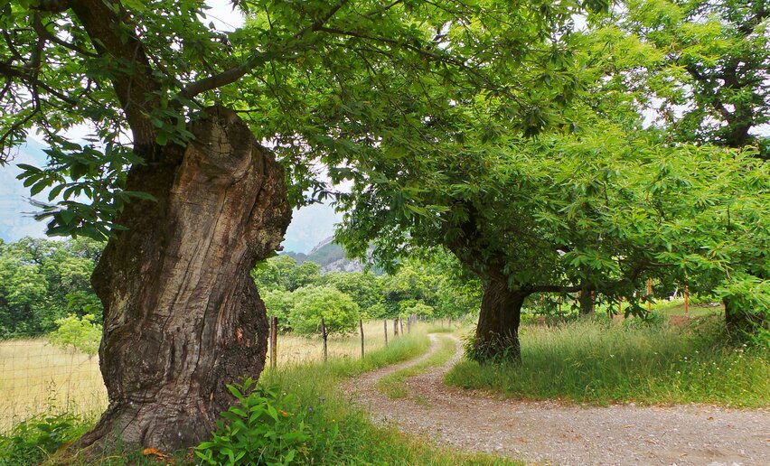 Il percorso attraverso il castagneto di Drena