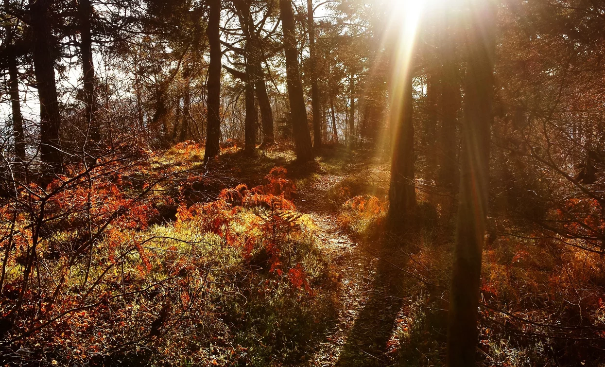 In the woods on Monte Calino | © Archivio Garda Trentino (Ph. Angelo Seneci), Garda Trentino 