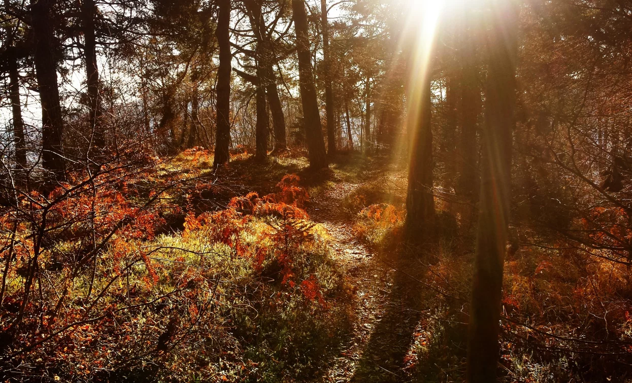 Im Wald am Monte Calino | © Archivio Garda Trentino (Ph. Angelo Seneci), Garda Trentino 