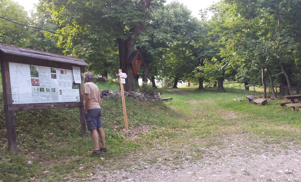 Nel castagneto di Nago | © Archivio Garda Trentino - Ph. A. Seneci, North Lake Garda Trentino 