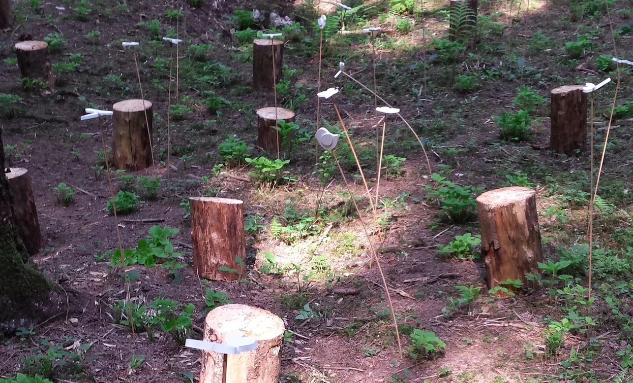 Markierungen auf dem Weg im Val Lomasona | © APT Terme di Comano Dolomiti di Brenta, North Lake Garda Trentino 