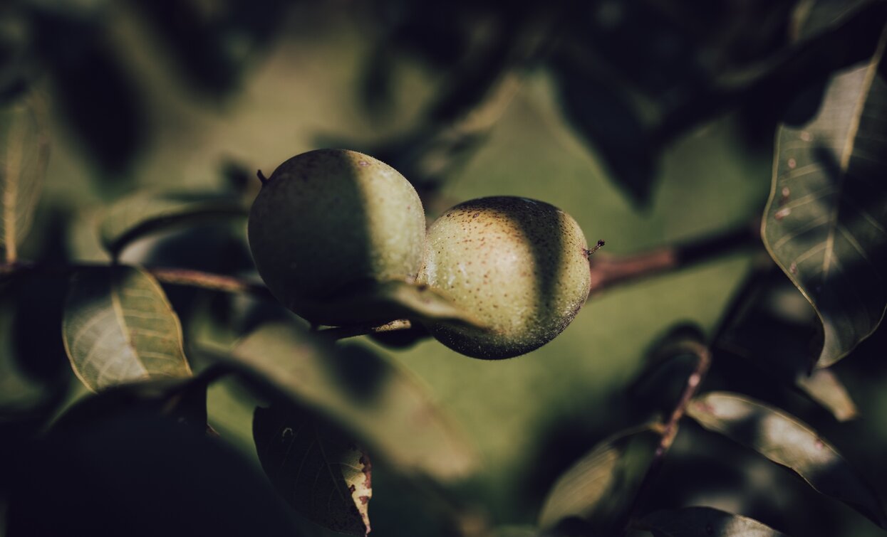 The walnut of Bleggio, Slow Food Presidia | © G. Tolli, Garda Trentino
