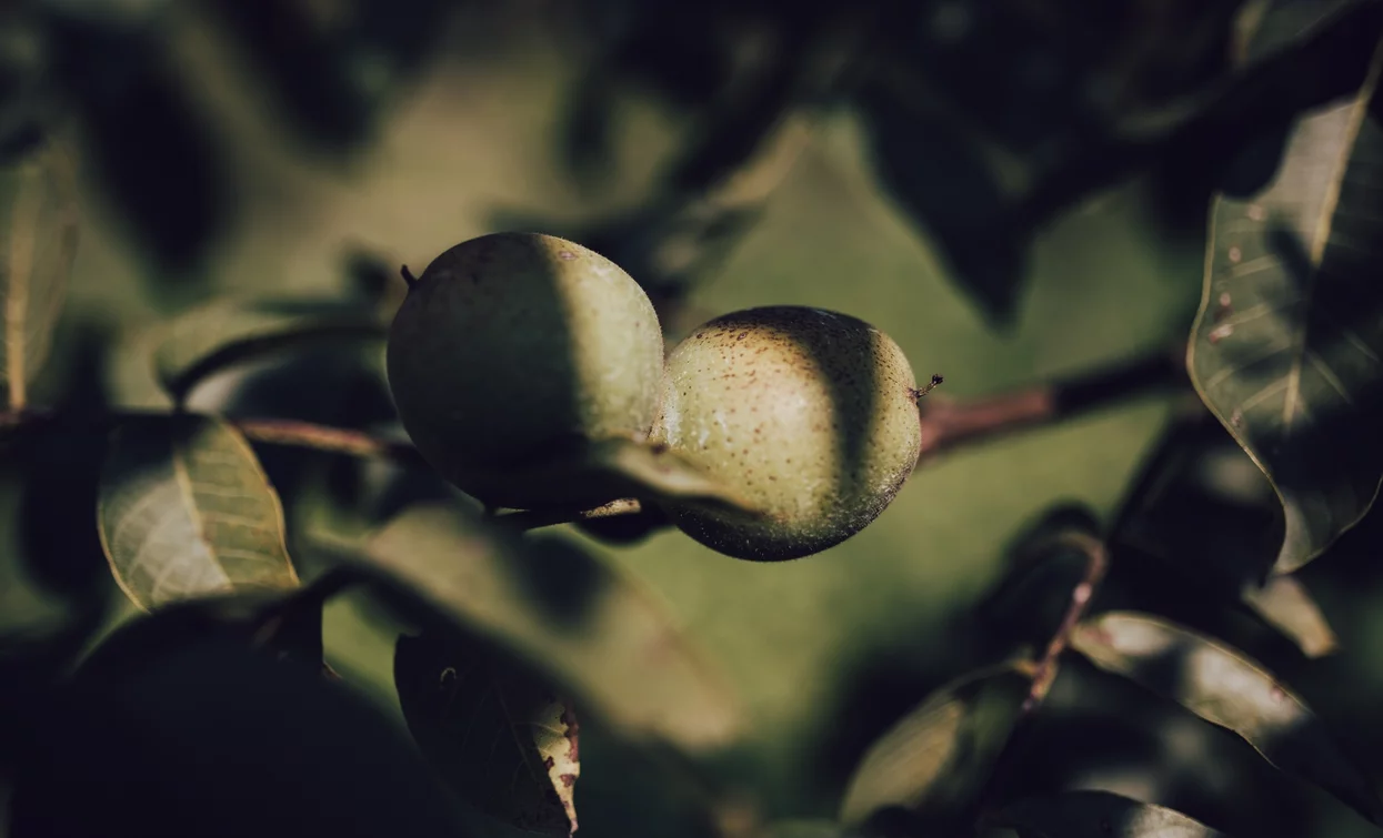 The walnut of Bleggio, Slow Food Presidia | © G. Tolli, Garda Trentino