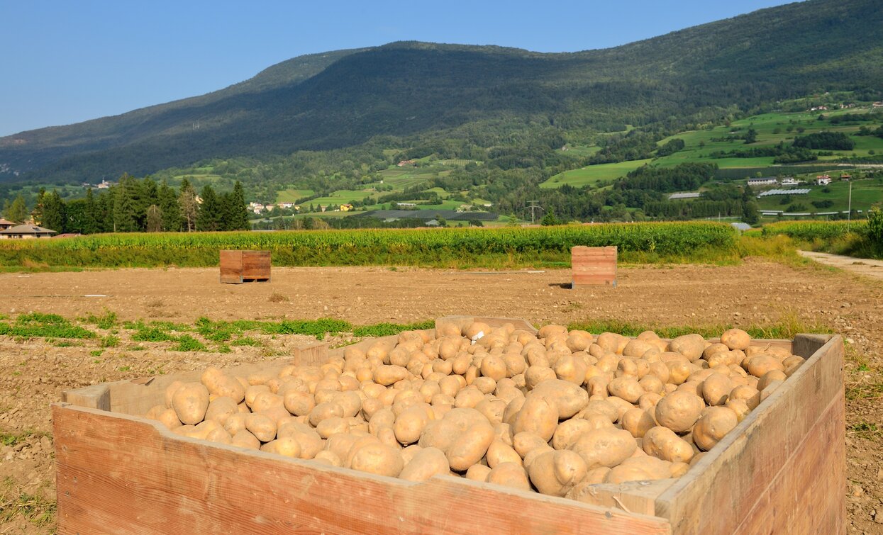 Le patata del Lomaso | © M. Corradi, Garda Trentino 