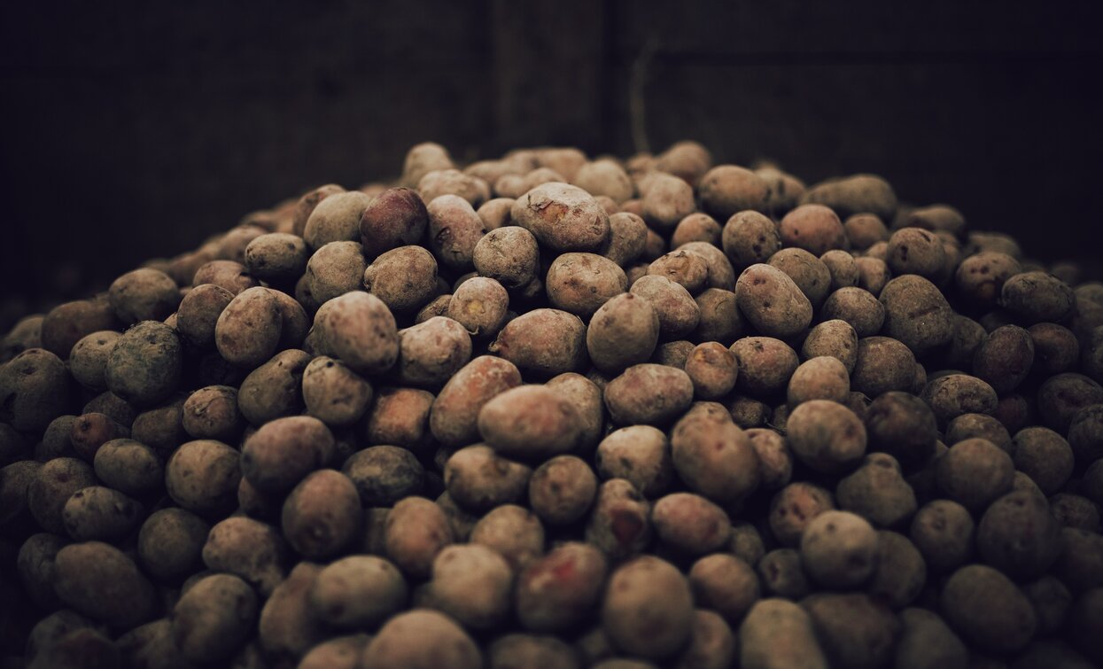 A mountain of potatoes | © G. Tolli, Garda Trentino 