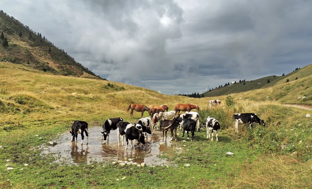 Weidetiere | © Fabrizio Novali, Garda Trentino 