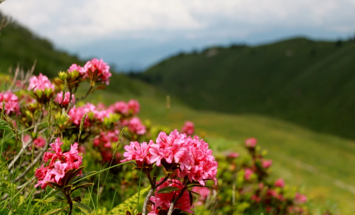 Rhododendren in Blüte | © Stefania Oradini, Garda Trentino 