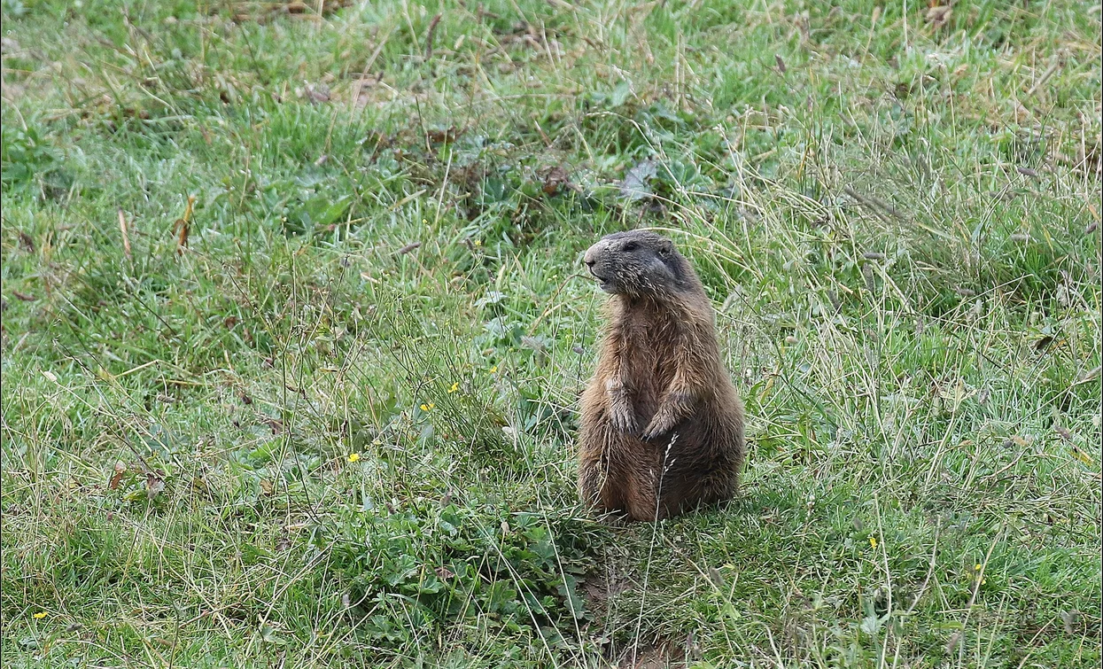 Murmeltier | © Renzo Mazzola, Garda Trentino 
