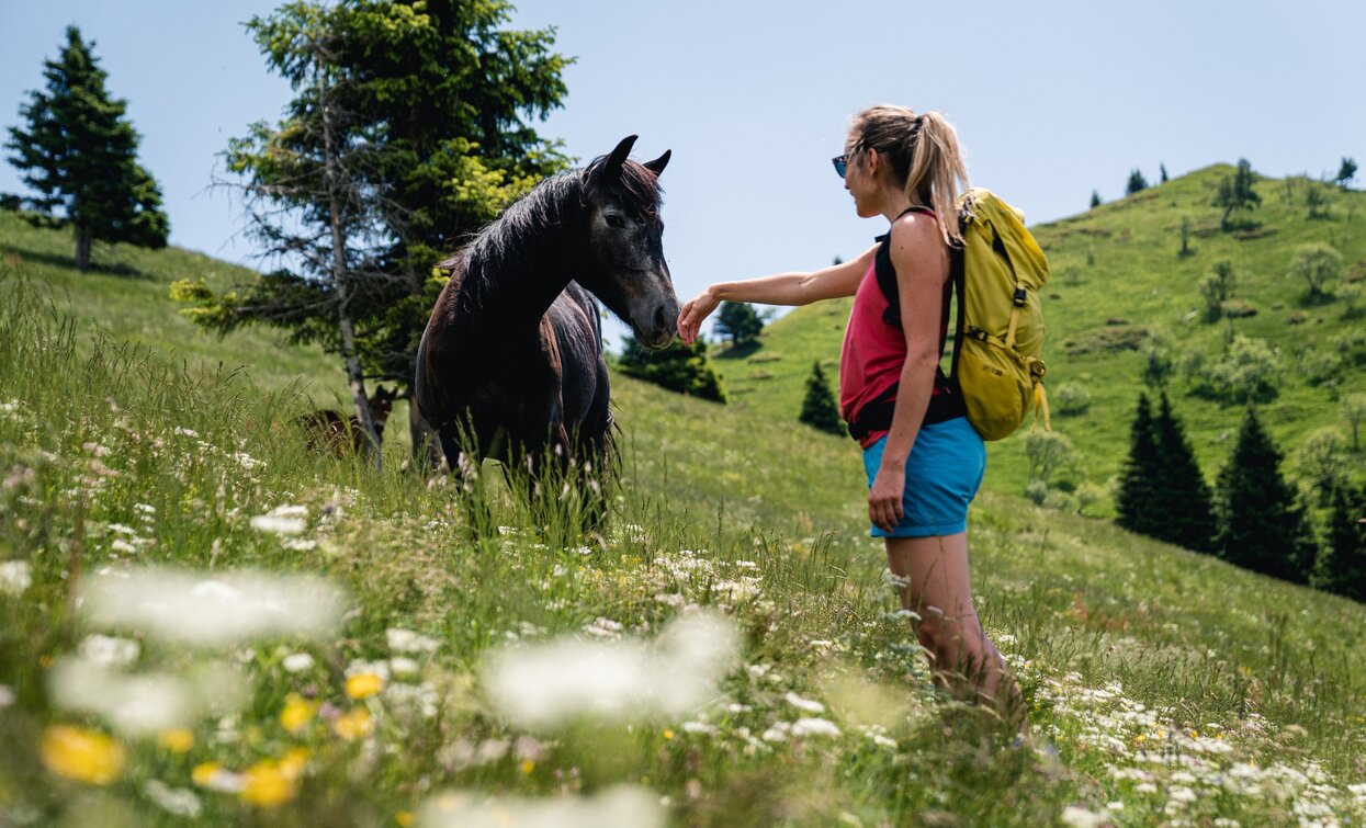 Among the meadows of Dromaè | © Alice Russolo, Garda Trentino 