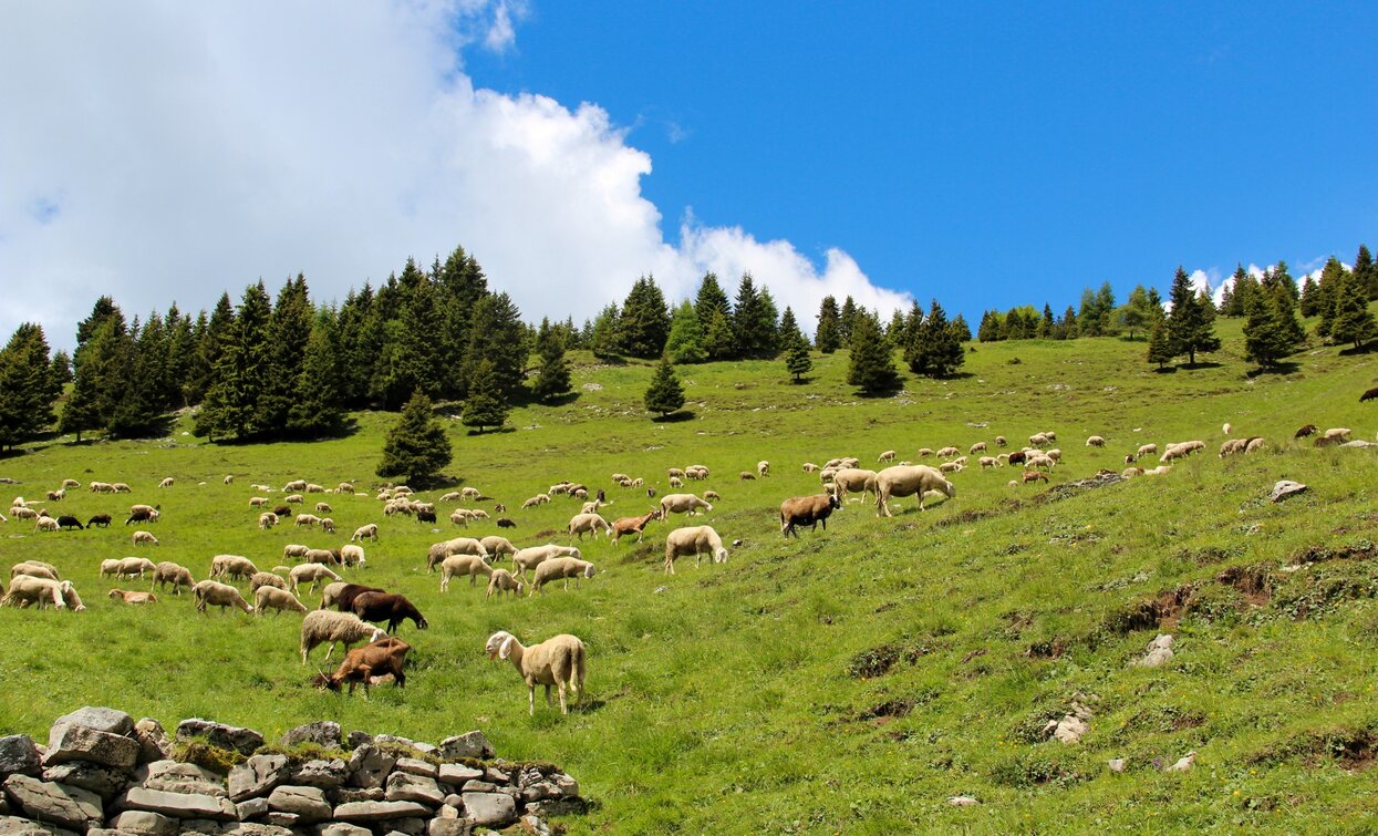 Weisen unter Cima Avez | © Natalia Pellegrini, Garda Trentino 