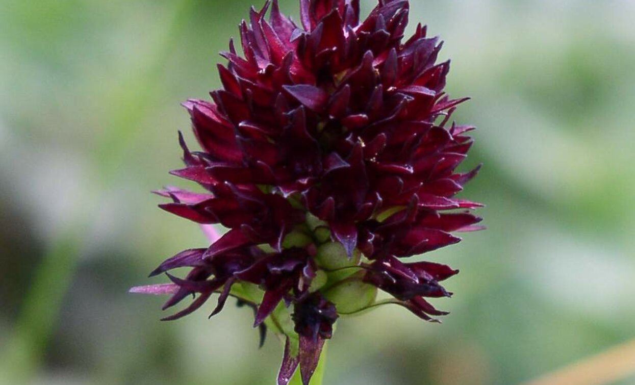 Black Cabbage Rose | © MUSE, Garda Trentino 