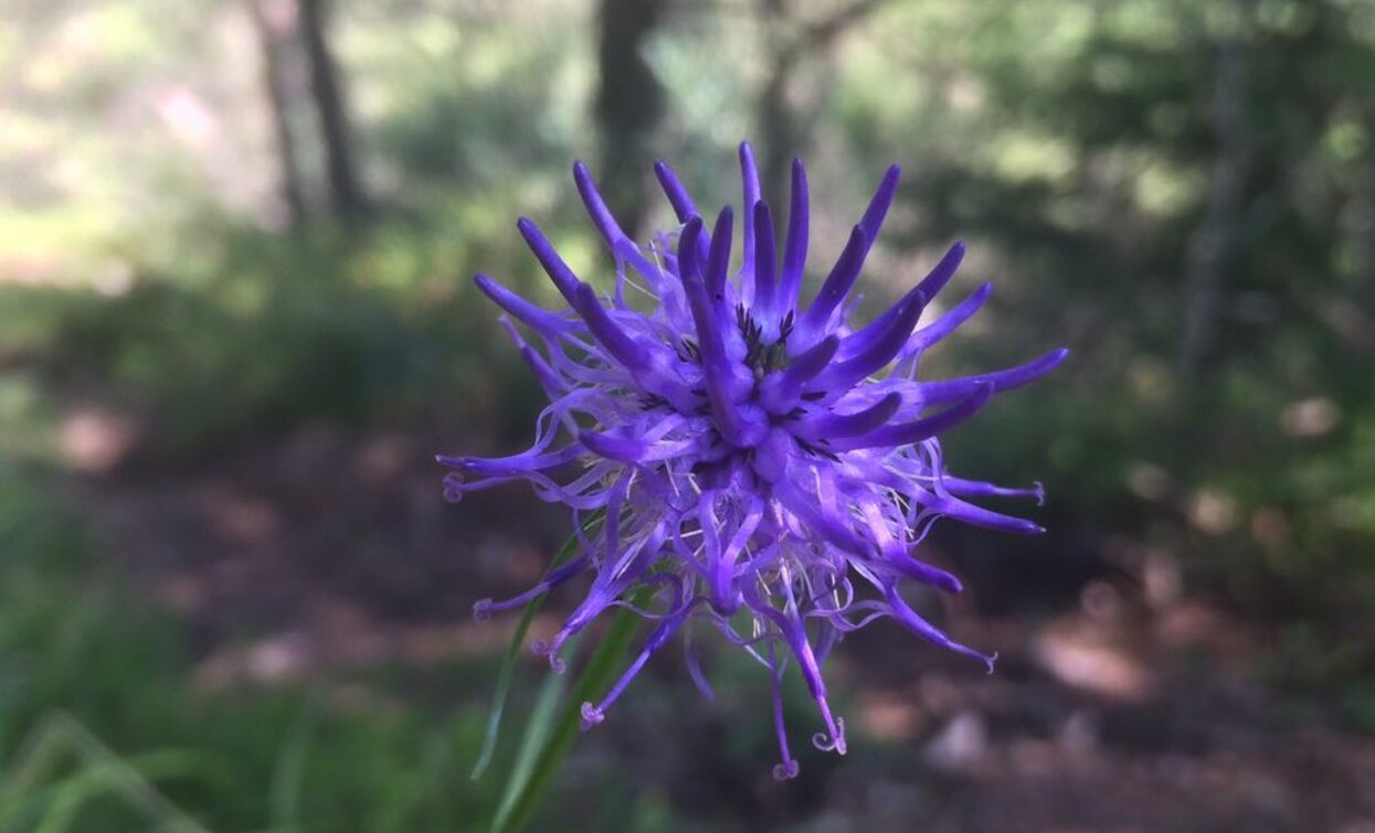 Flora del Monte Cocca | © Elisabetta Luraschi, Garda Trentino