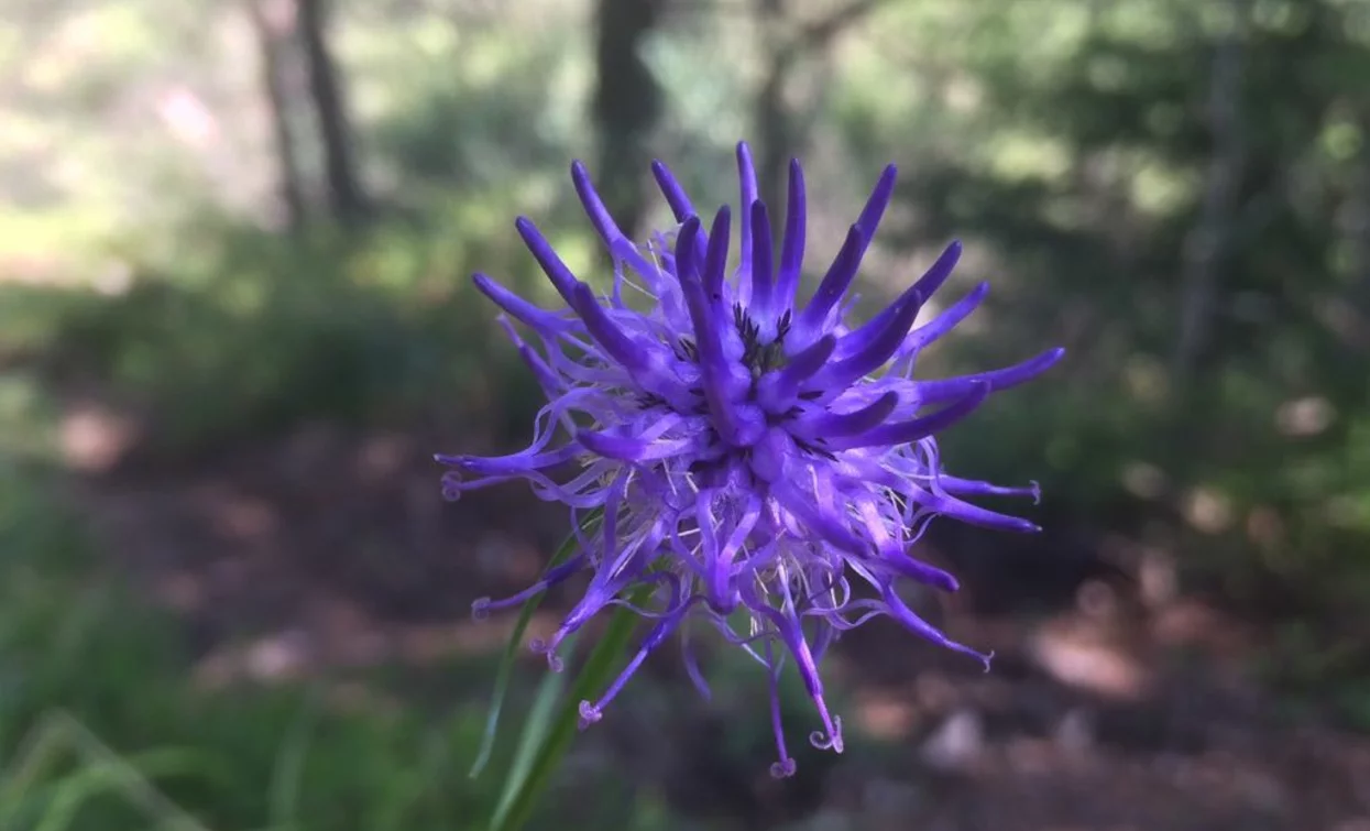 Flora del Monte Cocca | © Elisabetta Luraschi, Garda Trentino 