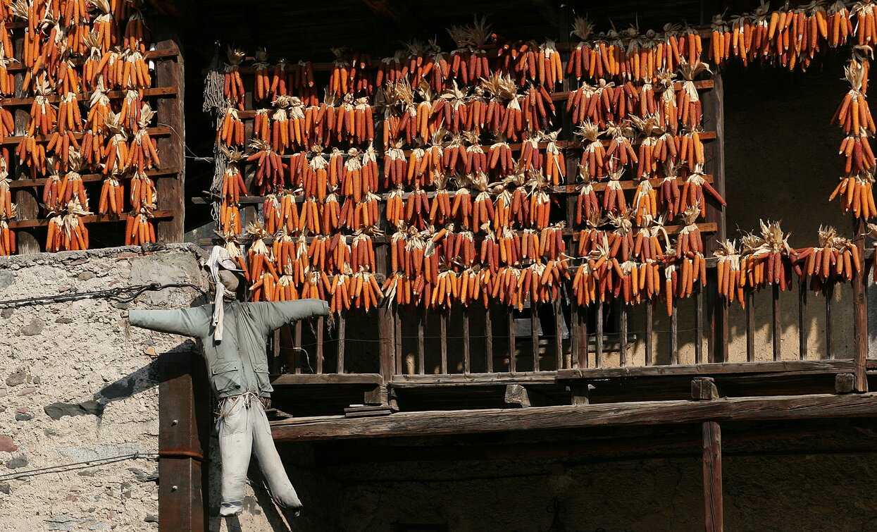 L'oro rosso di Storo | © Archivio Garda Trentino (ph. Renzo Mazzola), Garda Trentino 