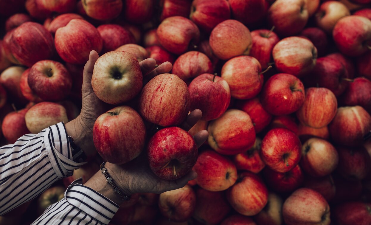 Äpfel zum Einkehren | © Archivio Garda Trentino (ph. Giulio Tolli), Garda Trentino 