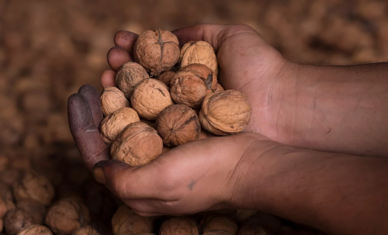 The Bleggio walnut, a Slow Food presidium | © Archivio Garda Trentino (ph. M. Simonini), Garda Trentino 