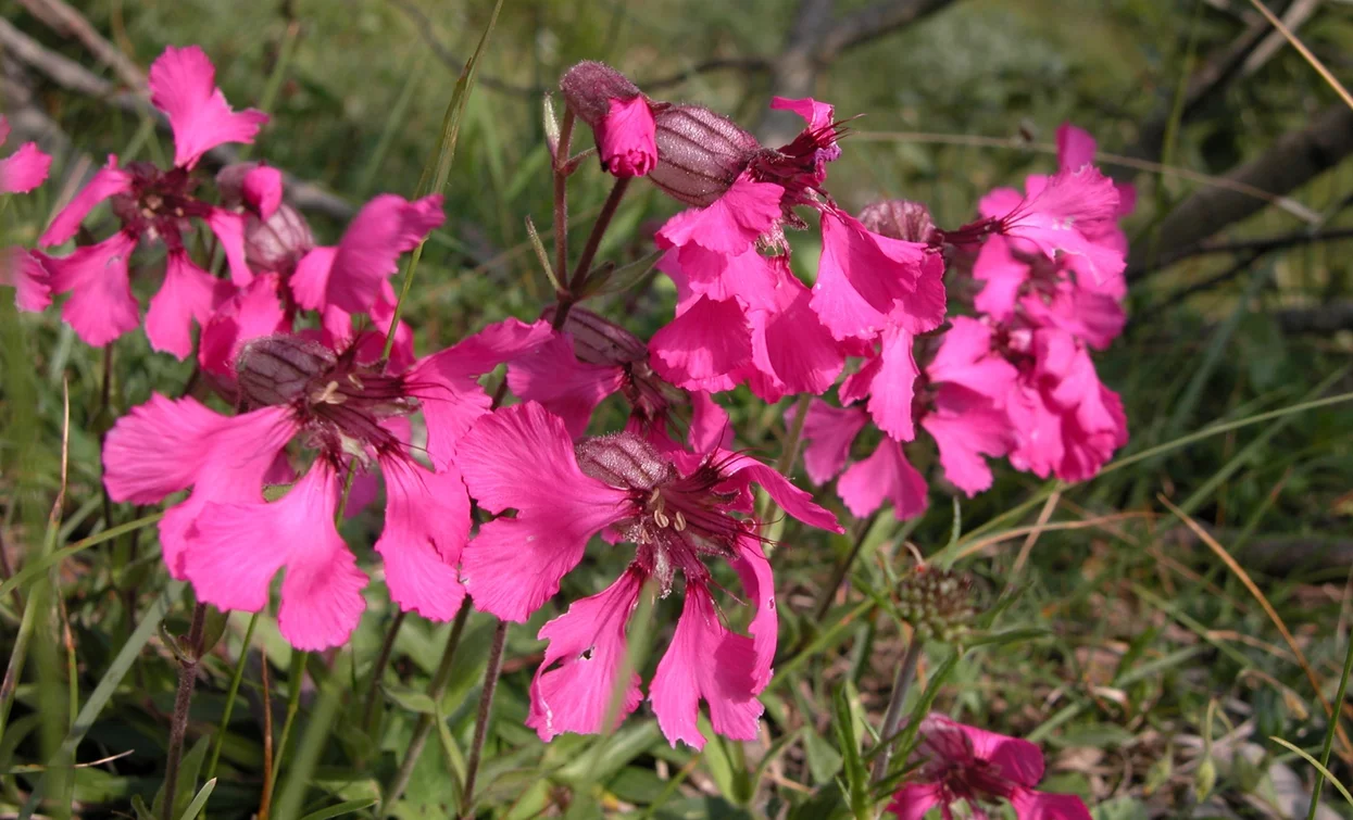 Silene elisabethae | © MuSe, Garda Trentino 