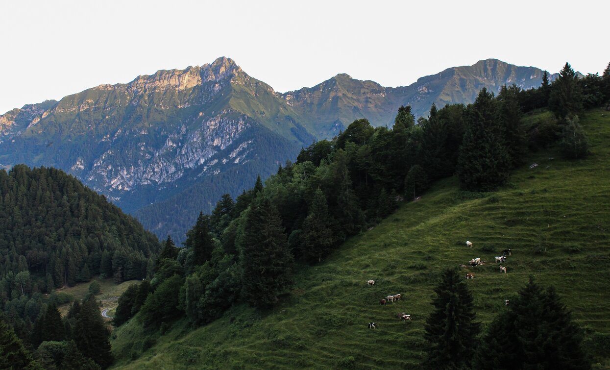 Meadows of Malga Trat | © Staff Outdoor Garda Trentino AC, Garda Trentino
