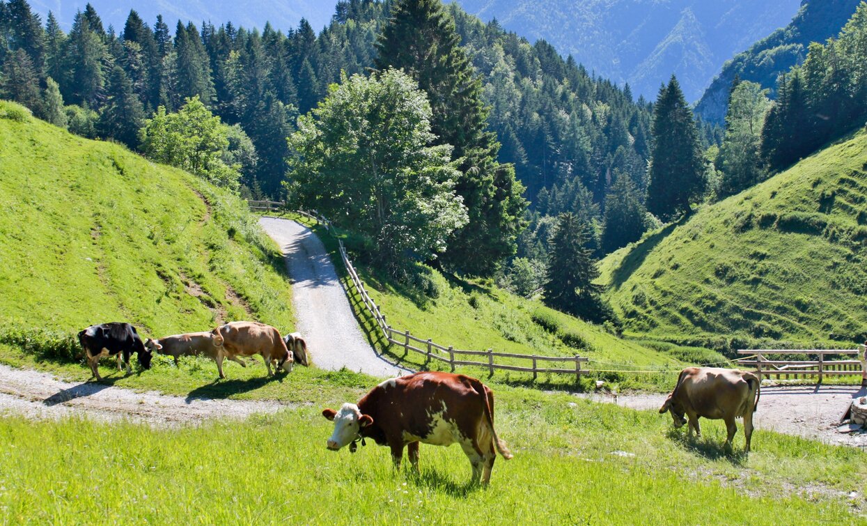Cows graze near Malga Trat | © Stefania Oradini, Garda Trentino