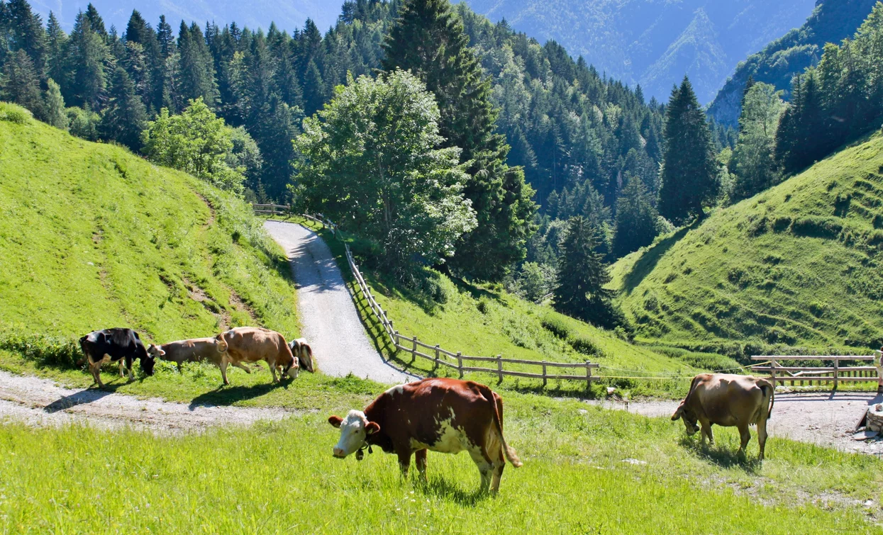 Cows graze near Malga Trat | © Stefania Oradini, Garda Trentino