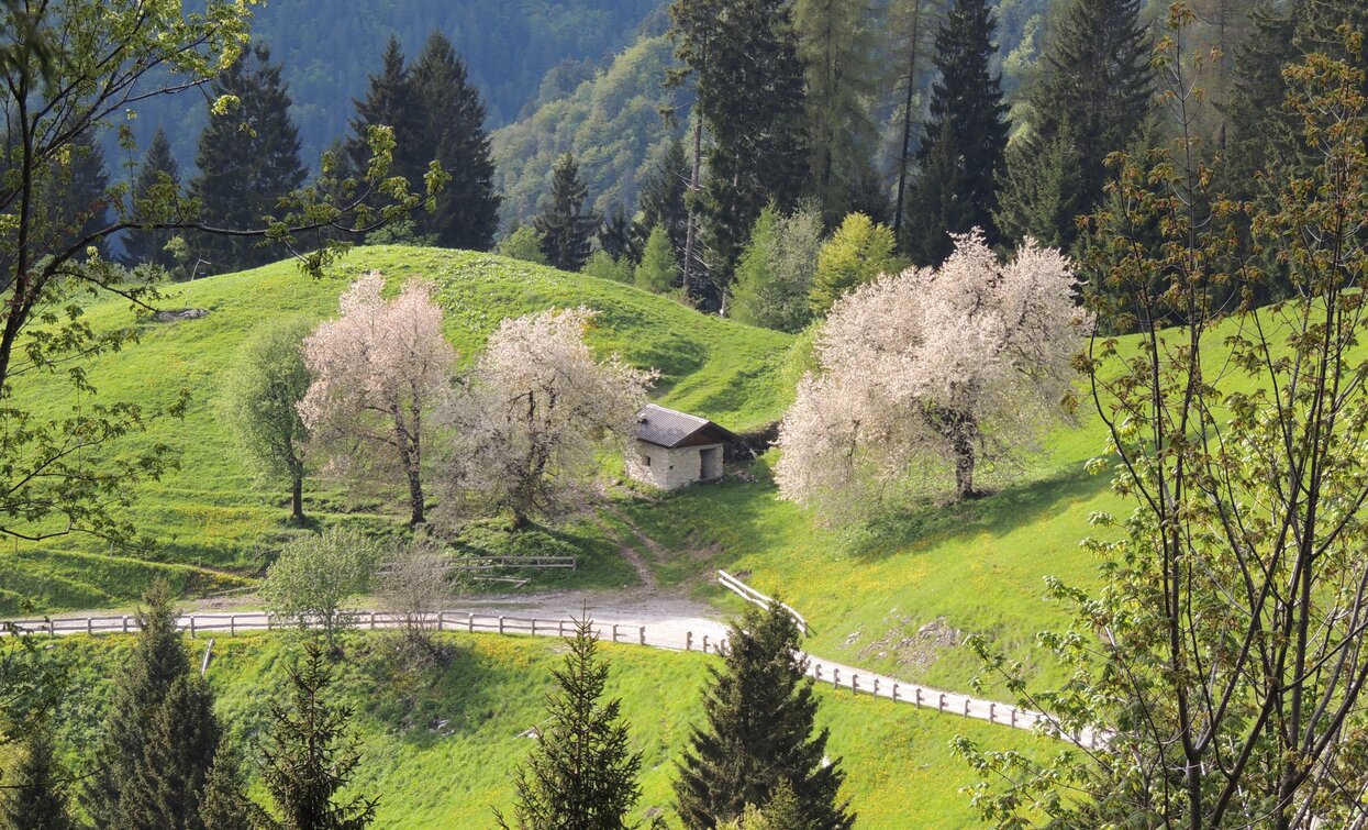 Weg nach Trat | © Archivio Garda Trentino, Garda Trentino 