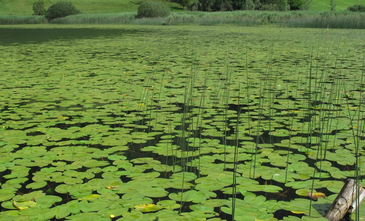 Ninfee sul lago Ampola | © Renzo Mazzola, Garda Trentino 