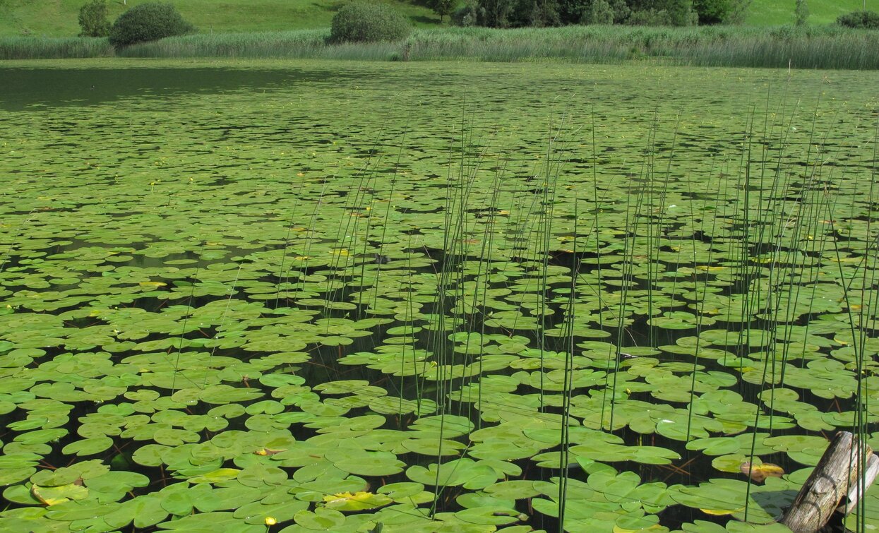Ninfee sul lago Ampola | © Renzo Mazzola, Garda Trentino 