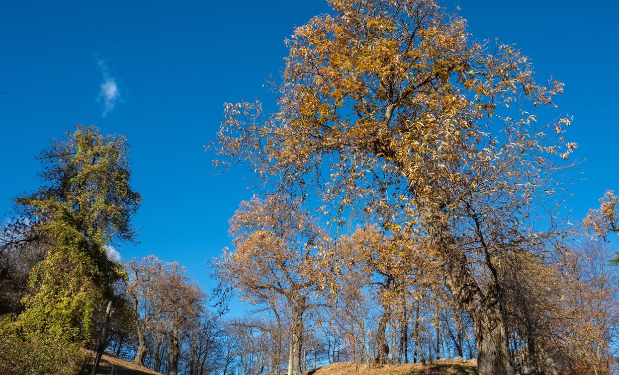 The chestnut forest around San Martino in Campi | © M. Meiche, Garda Trentino