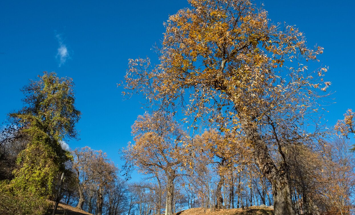 Chestnut grove near San Martino in Campi | © M. Meiche, Garda Trentino